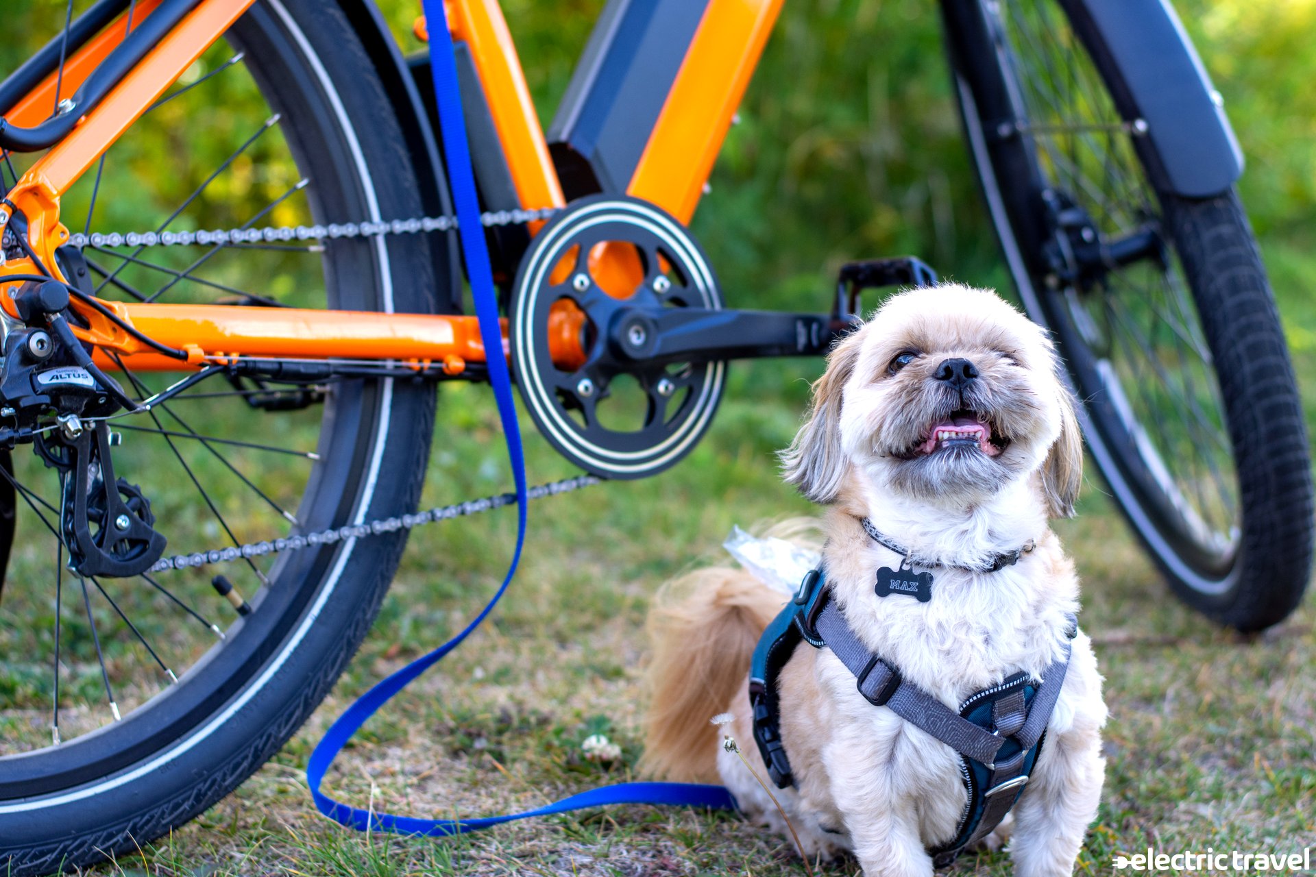max the shih tzu with the kbo breeze