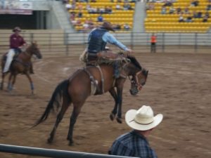 2015 HOG Rally - street 500