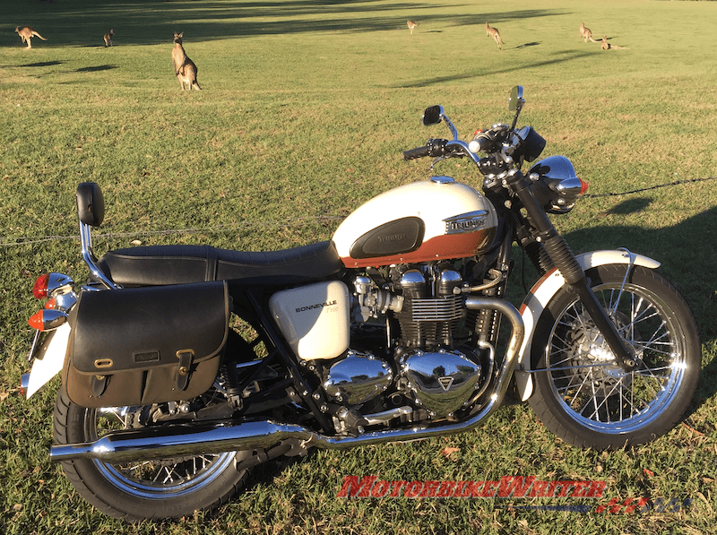 Pillion Backrests kangaroos roadkill roo Triumph Bonneville