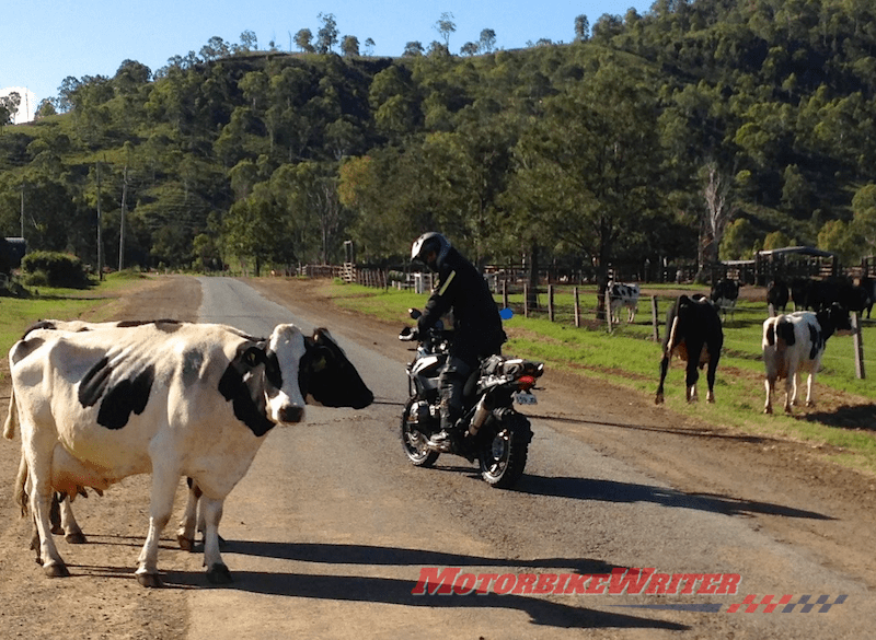 Cow livestock roadkill crash horses