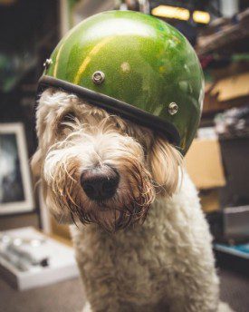 Dog with helmet on from lowbrowcustoms for animal motorcycle helmet