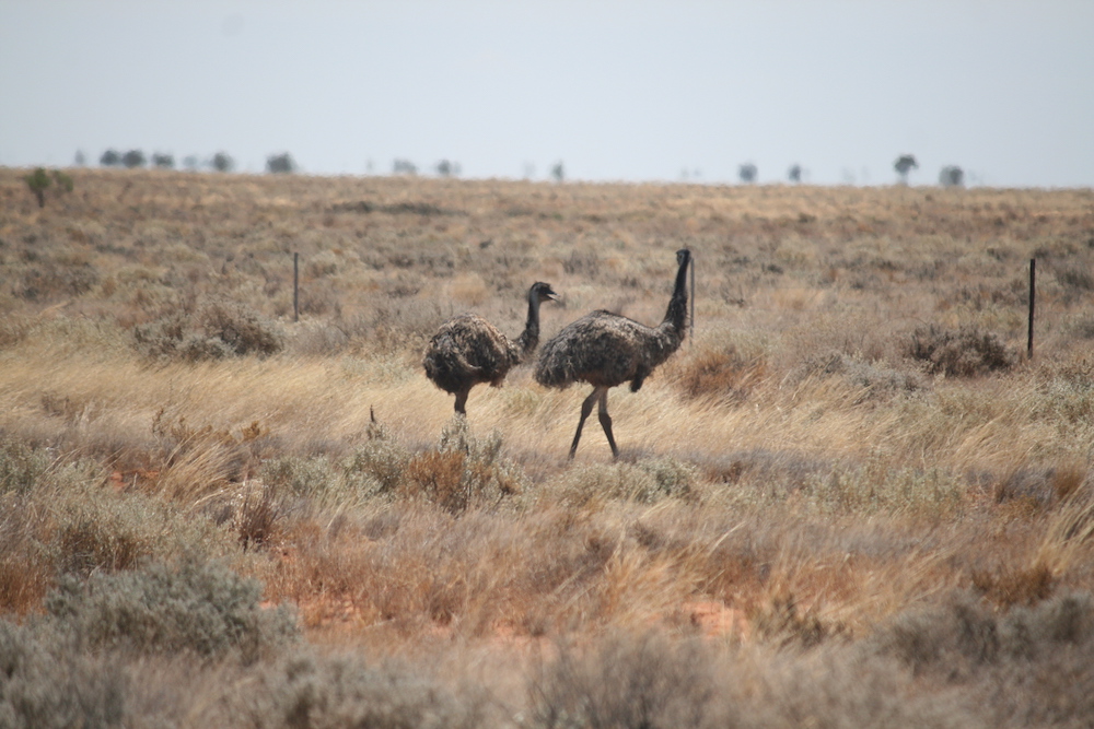 Emu emus outback Royal Flying Doctor Service