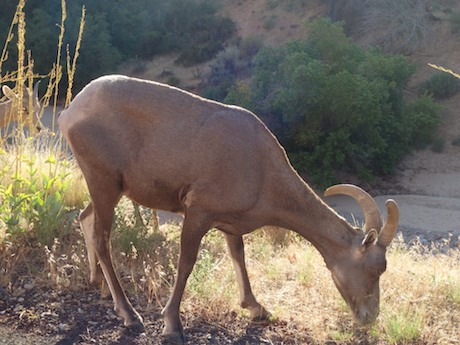 Roadside wildlife in Zion National Park, Utah