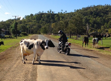 Watch out for cattle on the Lions Rd
