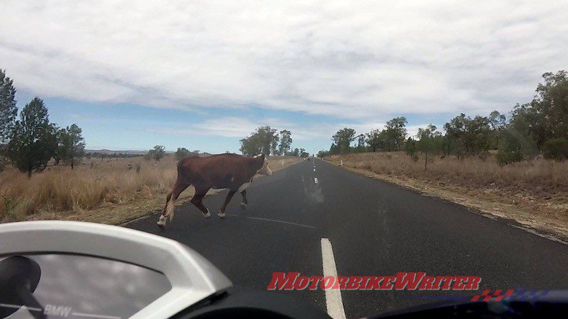 roadkill cattle cow livestock wildlife road safety