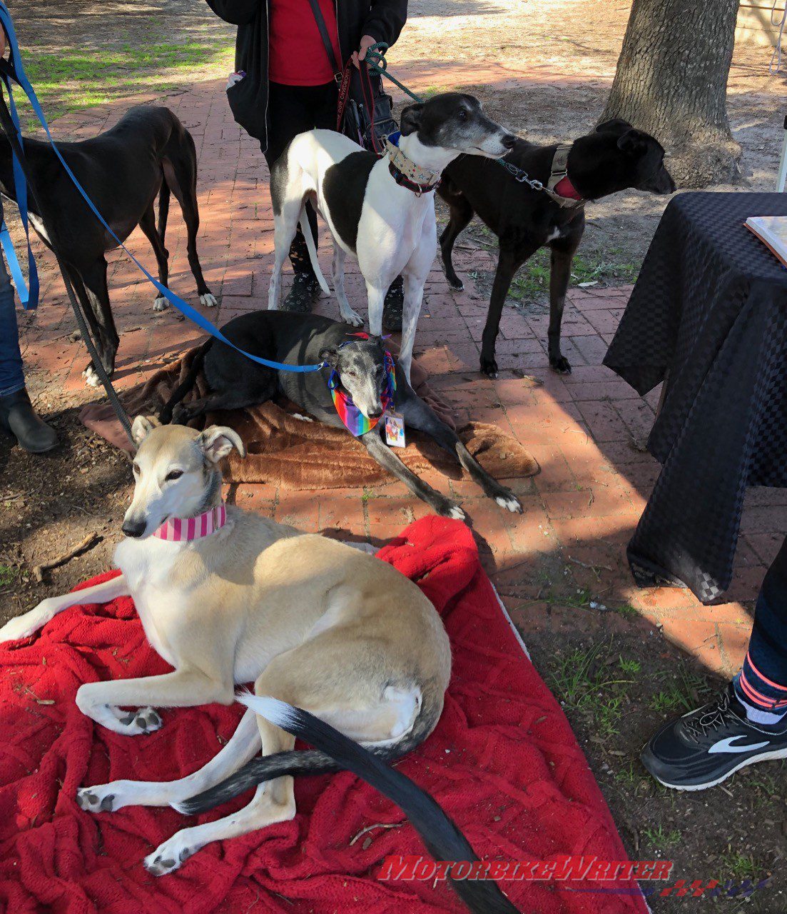 Annie Hendley Motorcycle Ride for Gumtree Greys Rescue greyhounds
