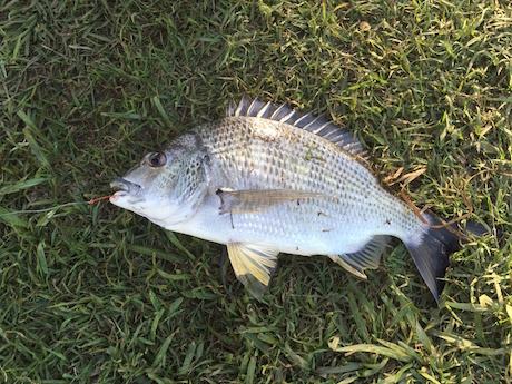 Fishing and riding