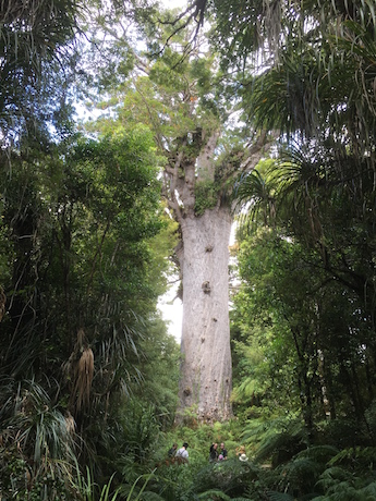 Tane Mahuta New Zealand