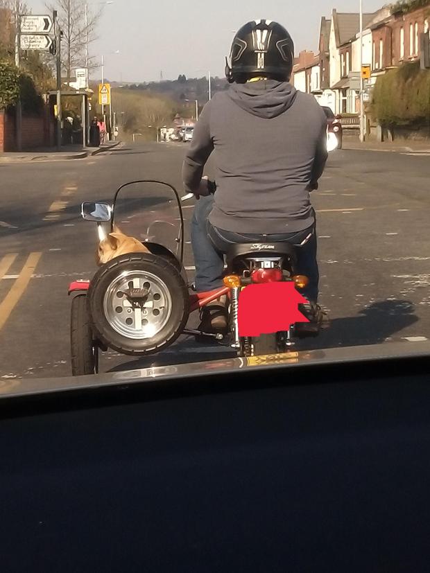 Ken Cross with his two French bulldogs and his new sidecar for puppers
