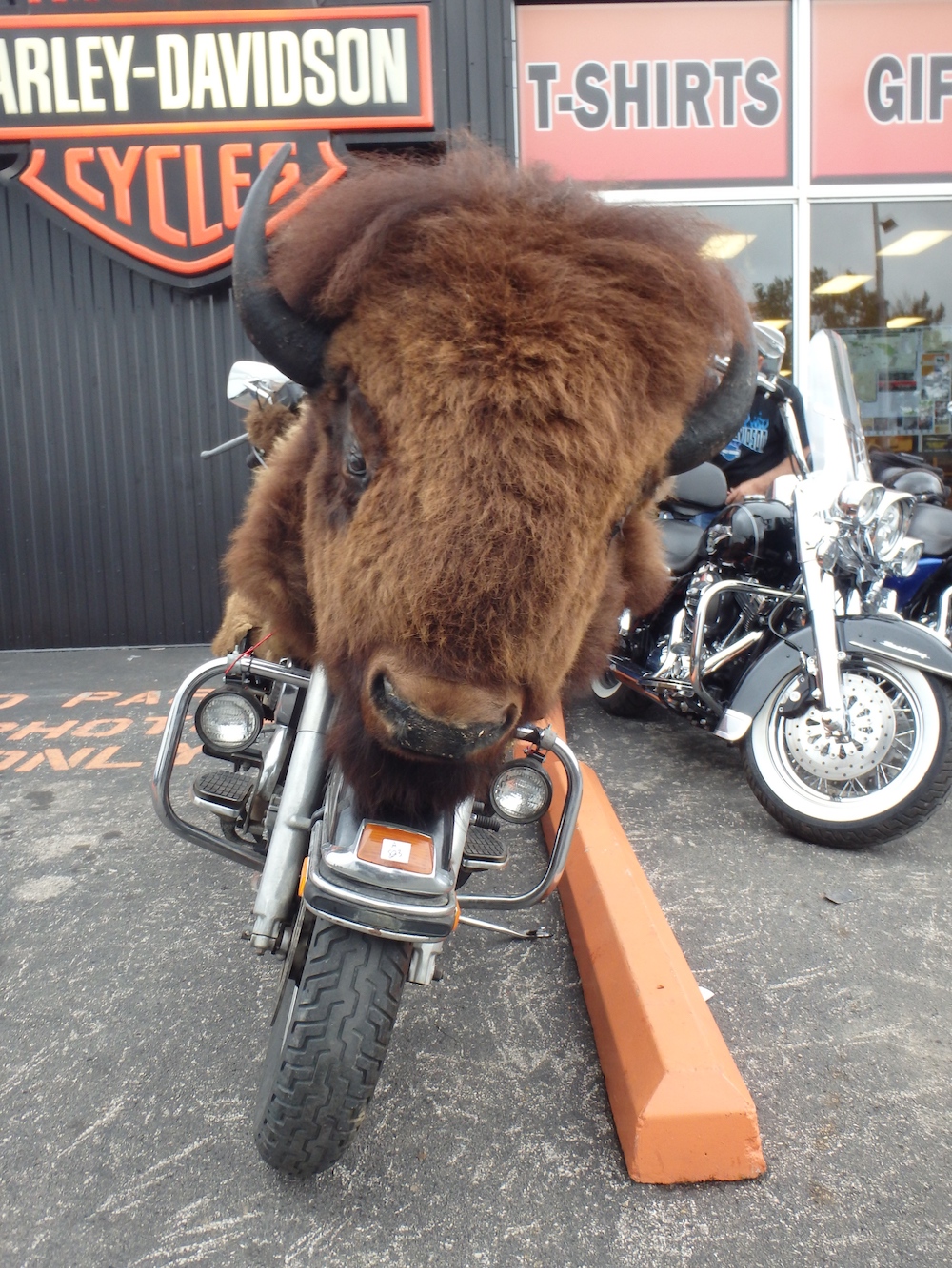 Riders used as political footballs motorcycles motorcycle Stiurgis Motorcycle Rally bison