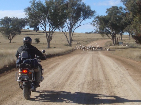 roadkill kangaroo