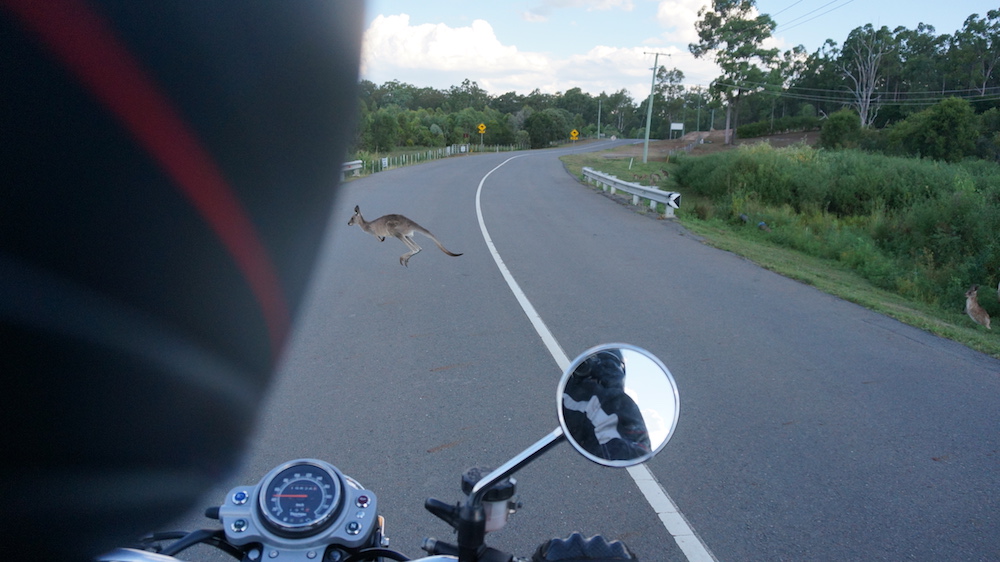 Roo kangaroo roadkill animals