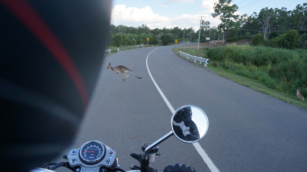 Roo kangaroo roadkill animals hazards