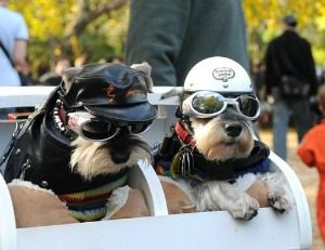 biker dogs with doggles