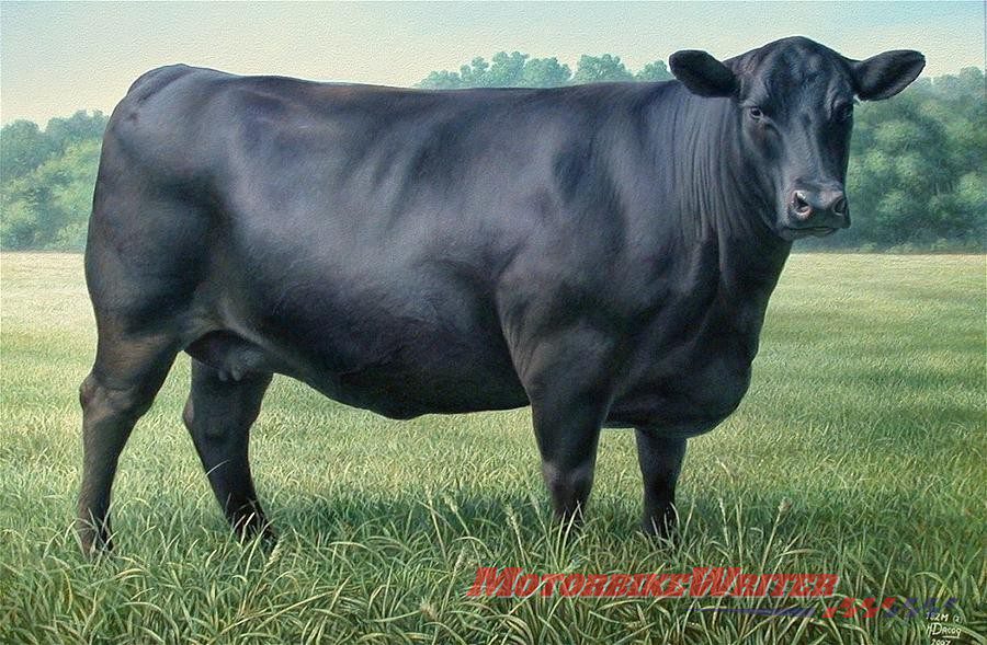 cow cattle black angus