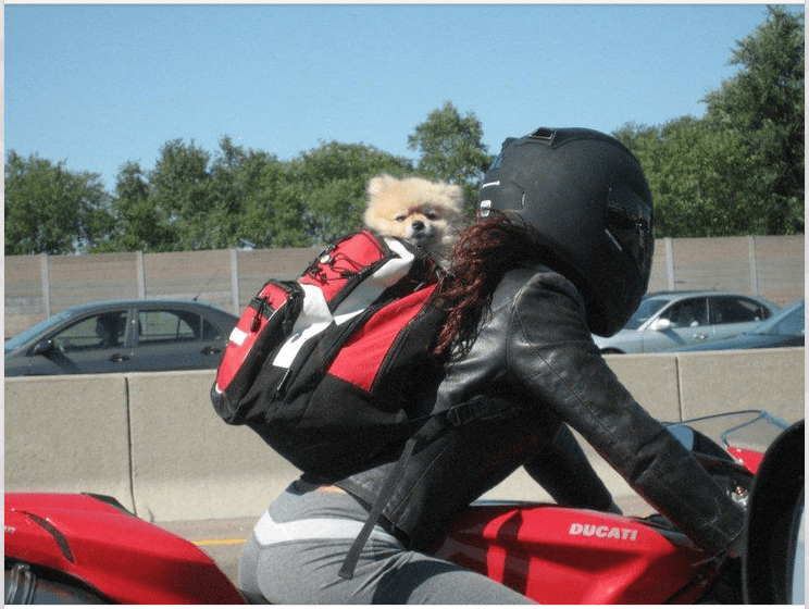 dog in backpack for Motorcycle Helmets for Dogs post