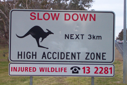 roadkill kangaroo