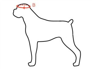 measuring tips for doggles