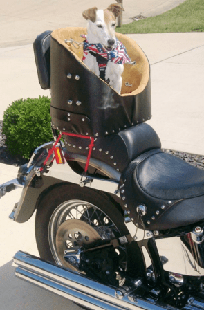 motorcycle pet trunk
