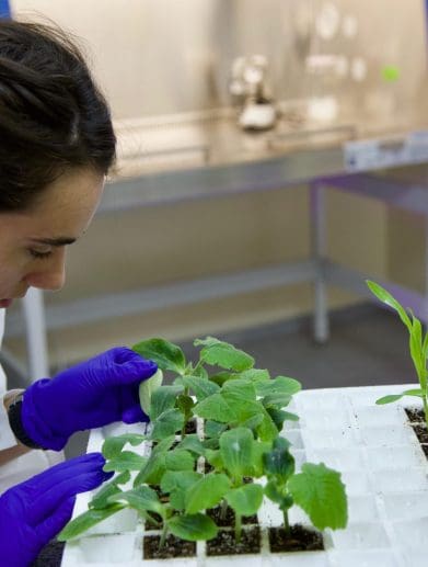 A view of crop science - the kind carried out at Andes AG. Media sourced from Blueberries Consulting.