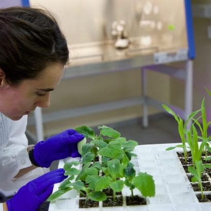 A view of crop science - the kind carried out at Andes AG. Media sourced from Blueberries Consulting.