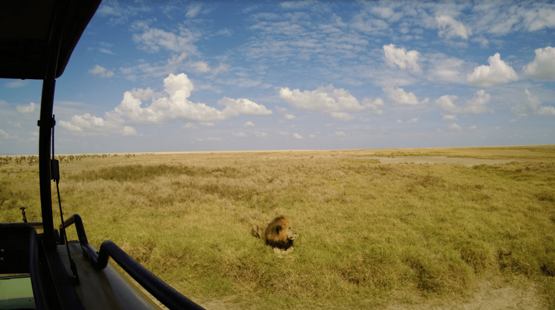 Outdoor photo of a lion taken with the gimbal camera