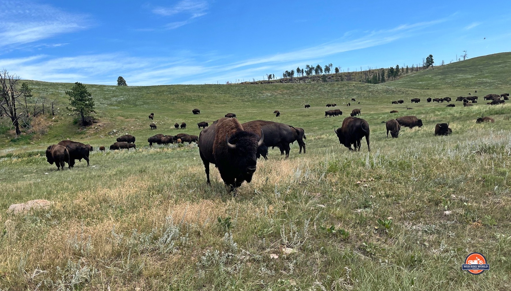 Bison! So many Bison in Custer State National Park