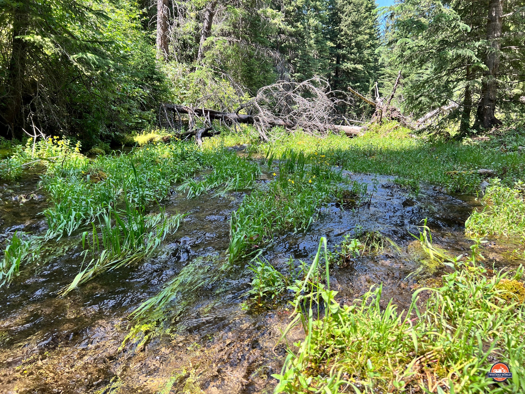 The Black Hills are rich with cool streams of flowing water.