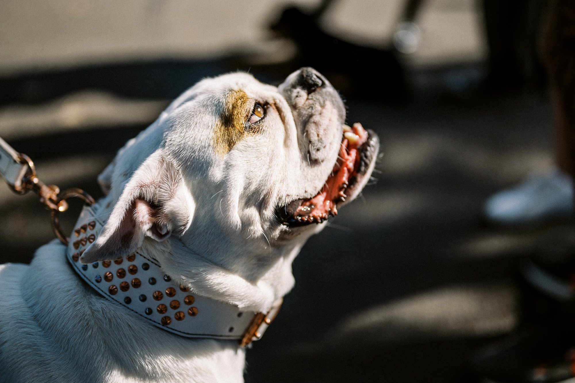An audience member at Sydney's 2023 Throttle Roll motorcycles show.