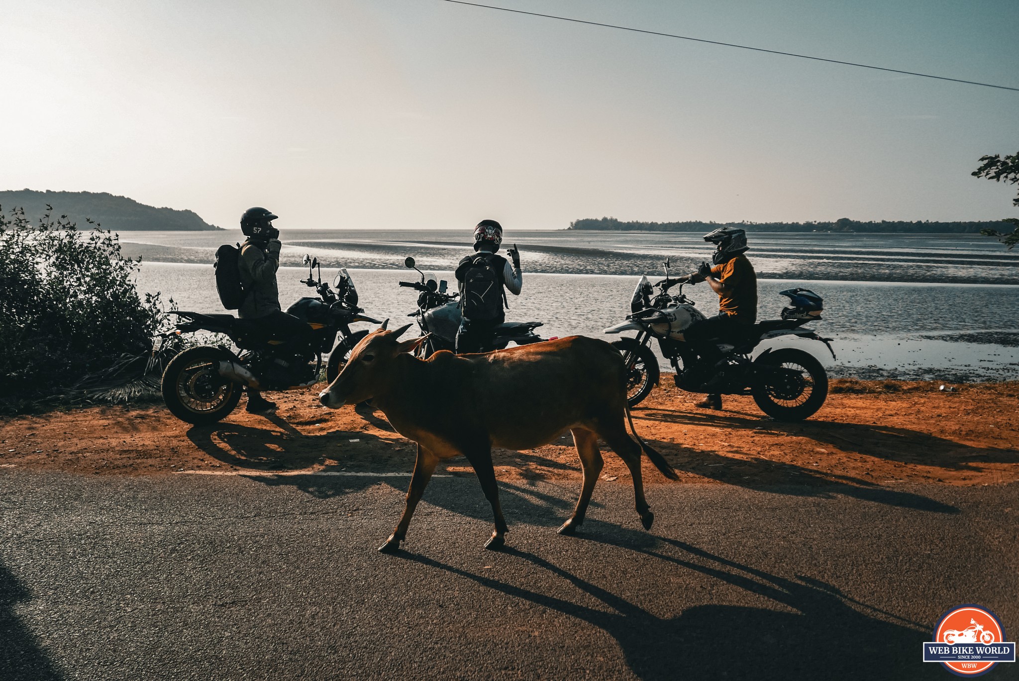 A cow walking in front of motorcyclists on Himalayan 450s